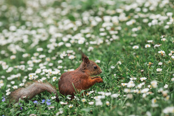 Summer. Portrait of a fluffy red squirrel with a nut in its paws on the green grass surrounded by daisies. Squirrels in the Tsaritsyno City Park. Feeding animals.
