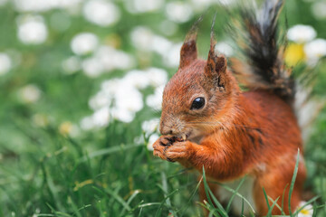 Summer. Portrait of a fluffy red squirrel with a nut in its paws on the green grass surrounded by daisies. Squirrels in the Tsaritsyno City Park. Feeding animals.