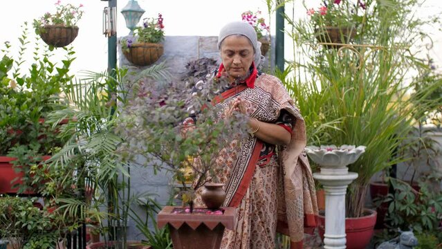 A middle-aged Indian woman is praying with an Agarbatti - incense sticks  Tulsi puja  morning routine . An Indian lady in a Saree is worshipping a Tulsi plant - religious belief  spirituality  Hind...