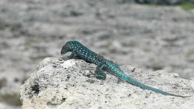 Green and blue iguana sitting and moving on white rock on tropical beach. . High quality FullHD footage