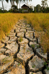 Dry and cracked land, dry due to lack of rain, in the island of Sulawesi, near Poso lake,...
