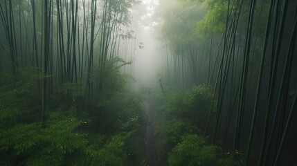 Obraz premium Embrace the tranquil beauty of a misty morning in a Japanese bamboo forest, where ethereal tendrils of fog weave through towering bamboo stalks. Generated by AI.