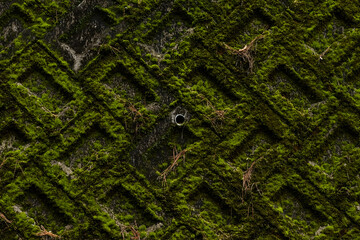 コンクリートにはう苔