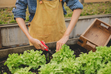 Close up of female farmer's hand is harvesting salad vegetable or lettuce in organic greenhouse agriculture. Concept of plantation fresh and healthy vegetable with copy space