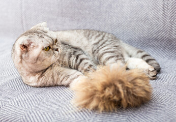 Calm relaxed gray scottish fold cat lies on gray sofa