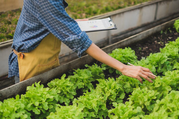 A female farmer's hand is checking and touching a leaf of green oak lettuce. A female farmer is checking the growth of Salad vegetable. Smart farming, research plantation, agriculture garden.