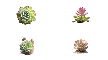 succulent plants Generative AI