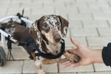 A dog in a wheelchair gives its owner a paw