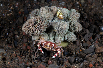 Harlequin Swimming Crab -Lissocarcinus laevis living in an anemone. Underwater macro world of Tulamben, Bali, Indonesia.