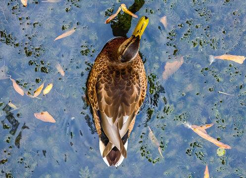 Wild duck on the water top view