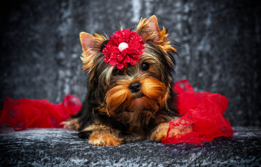 yorkie puppy with a red bow looks in the studio