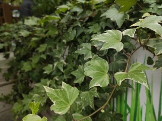 Obraz premium Hedera helix, the common ivy is a species of flowering plant of the ivy genus in the family Araliaceae