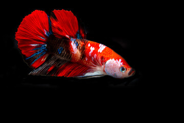 Siamese betta fish is the national fish of Thailand, its distinguishing feature is its beautiful...