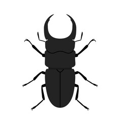 Stag beetle on white background