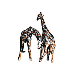 giraffe color sketch with transparent background