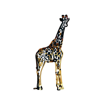 giraffe color sketch with transparent background