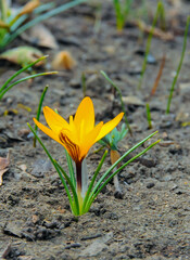 Obraz premium Yellow crocus Dorothy - first spring flower blooms in the garden