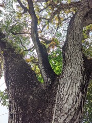 Large munggur tree trunk