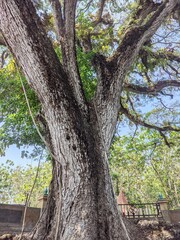 Large munggur tree trunk