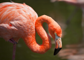 Pink Flamingo © Phil McDonald