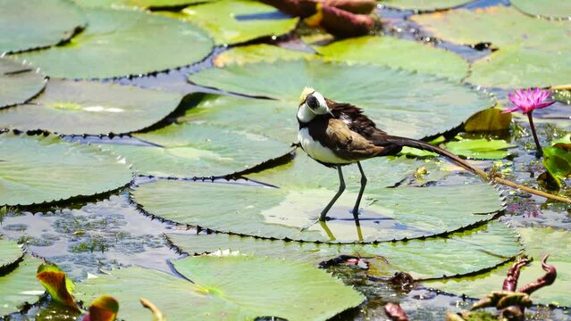 Pheasant-tailed Jacana in pond