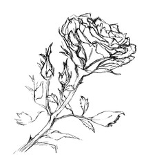 A sketch of a branch with a flower and rose buds, drawn with a black pen or pencil on a white background. Illustration.