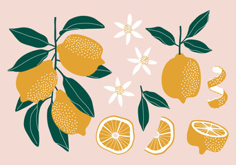 Set of lemons. Flower, leaves and fruit.
