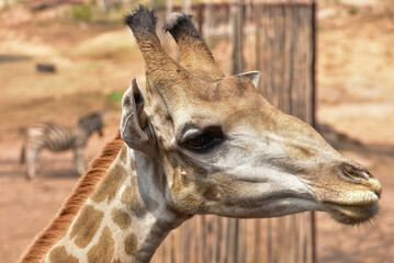 Naklejka na ściany i meble Close-up of the head of a giraffe (pha giraffe) with a green bush in the background. cute wildlife concept zoo