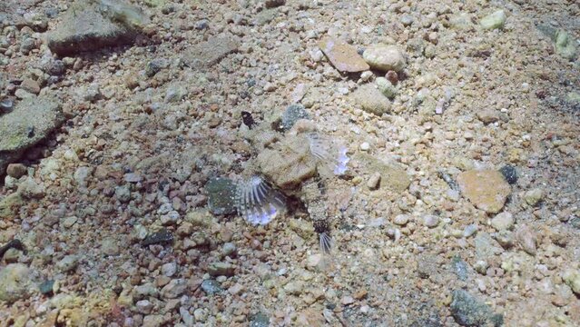 Common Seamoth, Little Dragonfish or Short Dragonfish (Eurypegasus draconis) walking on sandy rocky bottom on sunny day in sunbeams, top view, slow motion