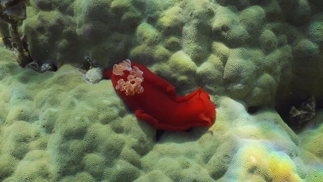 Bright red Sea Slug craws on coral reef in sunrays on daytime. Top view of Spanish Dancer Nudibranch (Hexabranchus sanguineus) crawling on hard coral in bright sunlight, Close up, Slow motion