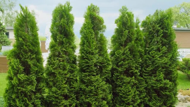 A row of beautifully planted green thuja trees on a summer day.