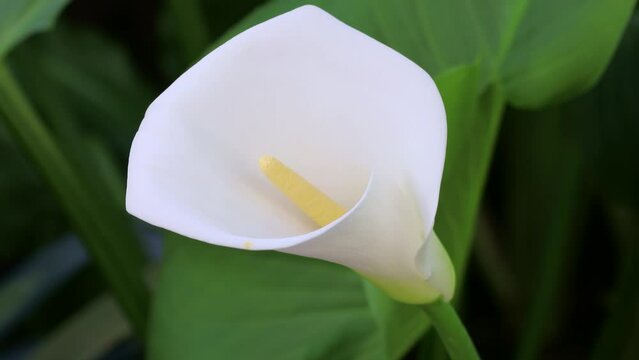 Beautiful white calla lily flower close up in the garden. Zantedeschia aethiopica plant during spring season