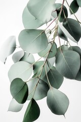 Naklejka na ściany i meble Pastel green eucalyptus leaves wall art