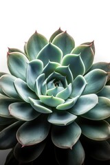 Fototapeta premium close up of succulent plant