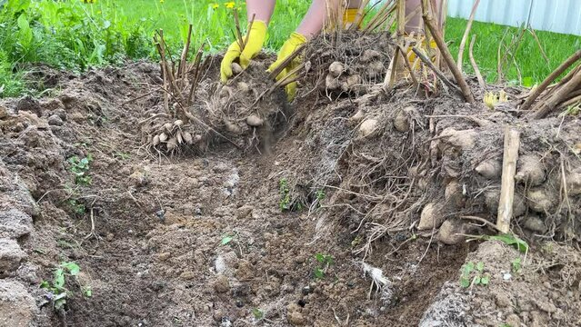 planting out sprouting dahlia tuber with shoots in spring flower garden