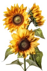 Fototapeta premium sunflower isolated on white background