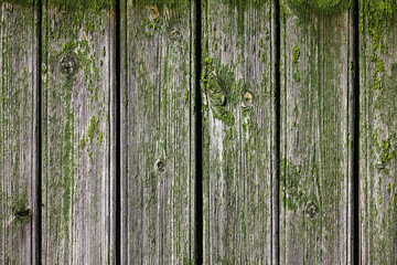 Old grungy wooden wall with green peeling paint, abstract background