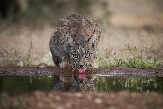 Lynx drinking from puddle in nature