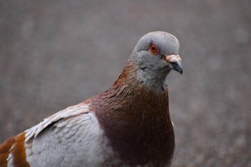 Pigeon face close up town bird wildlife