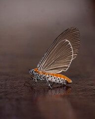 Fototapeta na wymiar Beautiful butterfly captured on door