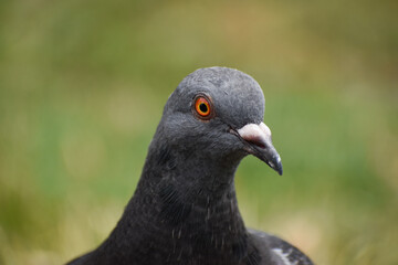 Pigeon face close up town bird wildlife