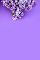 Bouquet of lilac lilacs on a purple background. Lilac, purple background with lilacs. Spring season flower concept. aroma of freshness, harmony of nature