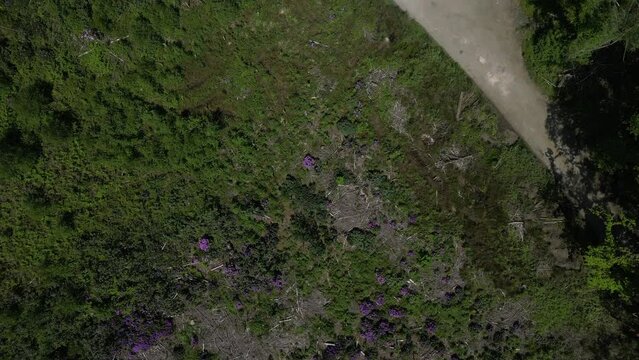 Stover Country Park, South Devon, England: DRONE AERIAL VIEWS: Glade area with purple rhododendrons, view of conifer tree tops (Clip 1)