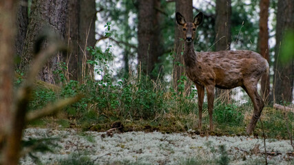 female deer in a forest