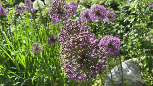 Allium onion purple flowering bulbs in summer garden. 