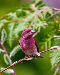 Purple Finch Photo and Image.  Male close-up front view perched on a leaf bud branch with a coniferous background in the springtime. Finch Picture.