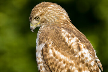 portrait of a hawk