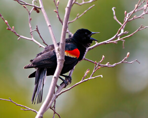Red-Winged Blackbird Photo and Image.  Perched and flashing its scarlet field marks and spread tail marking its territory and with a open beak in the springtime.