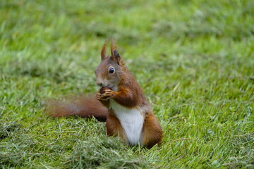Naklejka na ściany i meble Red squirrel eating a nut (Sciurus vulgaris) Sciuridae family. Hanover, Germany. 