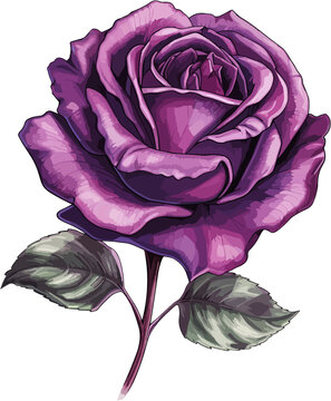 Purple Rose Flower Illustration Vector AI Generative Image 